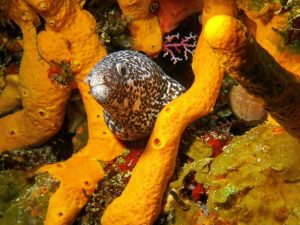 Spotted moray eel shot on SeaLife underwater camera