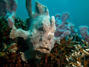 Giant frogfish shot on SeaLife underwater camera