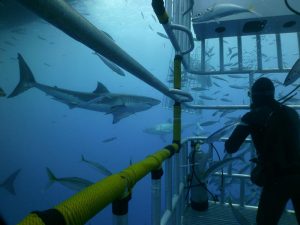 Great white shark shot on SeaLife underwater camera