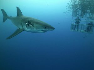 Great white shark shot on SeaLife underwater camera