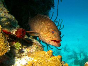 Grouper shot on SeaLife underwater camera