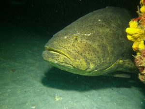 Goliath grouper shot on SeaLife underwater camera
