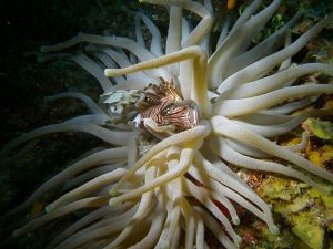 Anemone shot on SeaLife underwater camera