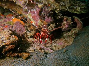 Red banded lobster shot on SeaLife underwater camera