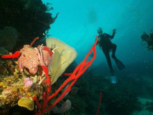 Coral reef shot on SeaLife underwater camera