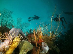 Coral reef shot on SeaLife underwater camera