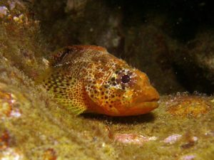 Reef scorpionfish shot on SeaLife underwater camera