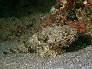 Spotted scorpionfish shot on SeaLife underwater camera