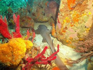 Bull shark shot on SeaLife underwater camera