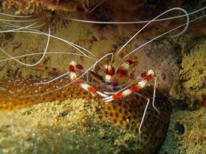 Banded coral shrimp shot on SeaLife underwater camera