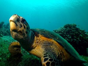 Sea turtle shot on SeaLife underwater camera