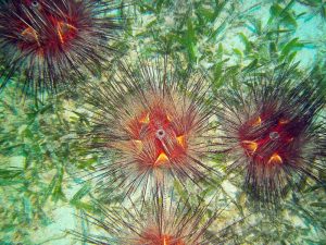 Urchin shot on SeaLife underwater camera