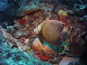 French angelfish shot on SeaLife underwater camera