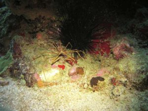 Arrow crab shot on SeaLife underwater camera