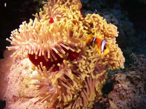 Clownfish shot on SeaLife underwater camera