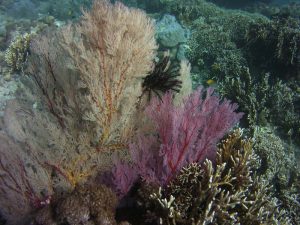 Elkhorn coral shot on SeaLife underwater camera