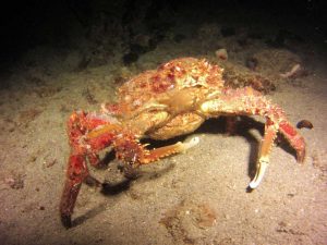 Crab shot on SeaLife underwater camera