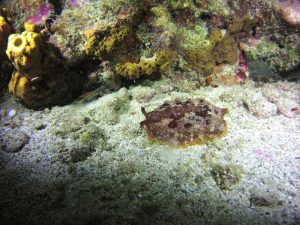 Nudibranch shot on SeaLife underwater camera