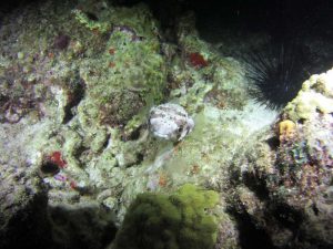 Pufferfish shot on SeaLife underwater camera