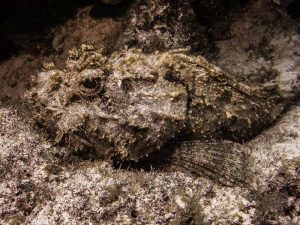 Scorpionfish shot on SeaLife underwater camera