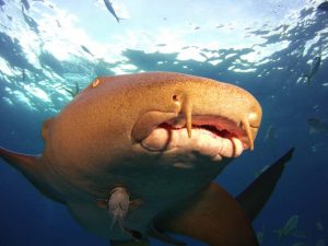 Nurse shark shot on SeaLife underwater camera