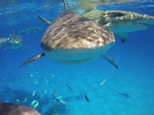 Shark shot on SeaLife underwater camera