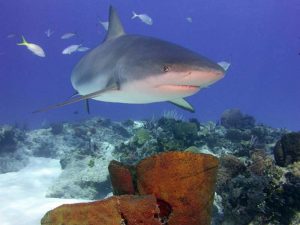 Shark shot on SeaLife underwater camera