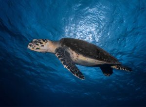 Loggerhead turtle shot on SeaLife underwater camera