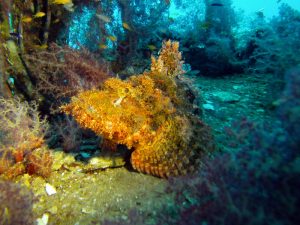 Stonefish shot on SeaLife underwater camera