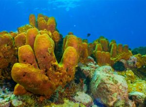 Yellow coral shot on SeaLife underwater camera