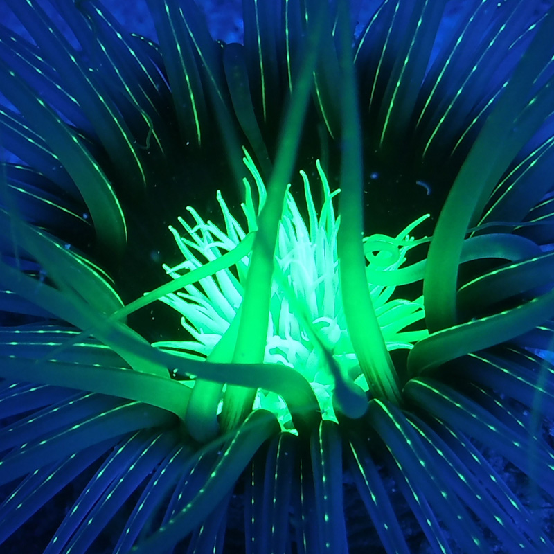 Sea plant under Sea Dragon Fluoro underwater light