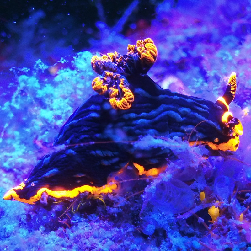 Sea plant under Sea Dragon Fluoro underwater light