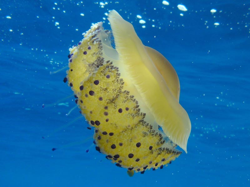 Jellyfish shot on SeaLife DC1400 underwater camera