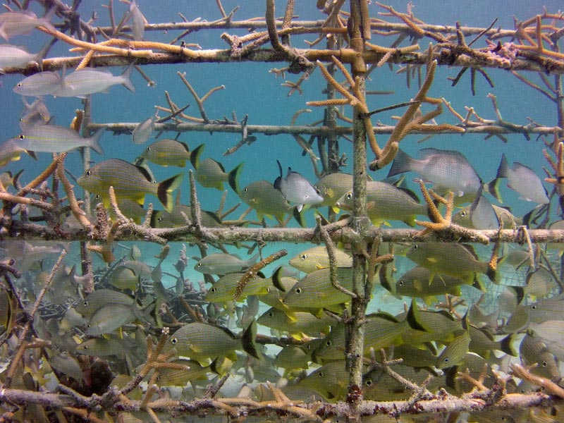 Fish shot on SeaLife Micro HD underwater camera