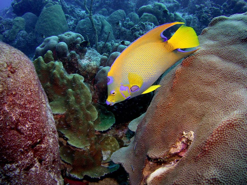 Queen Angelfish shot on SeaLife Micro HD underwater camera