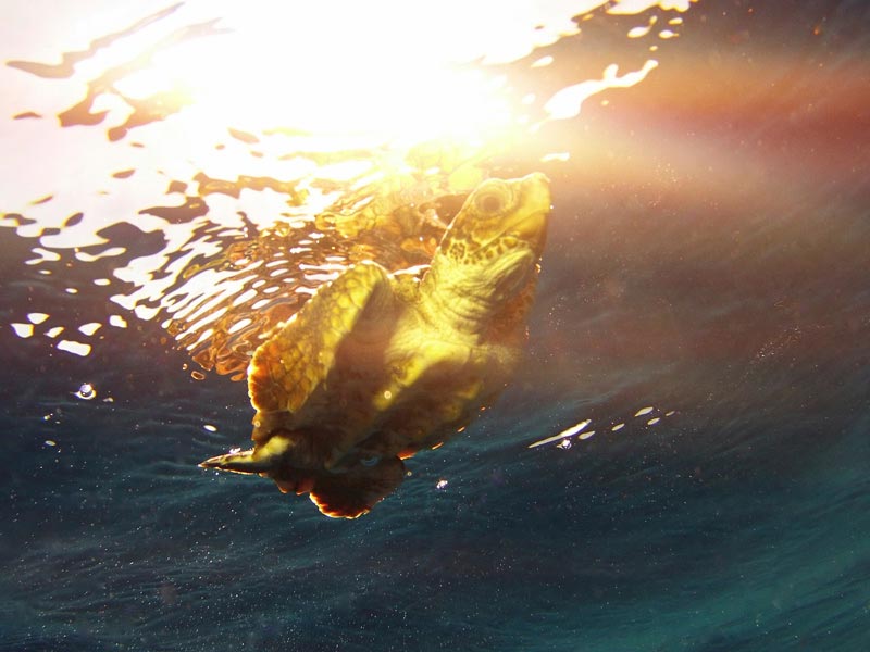 Sea turtle shot on SeaLife Micro HD underwater camera