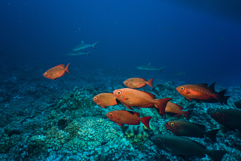 Ocean floor surface photography - sealife cameras