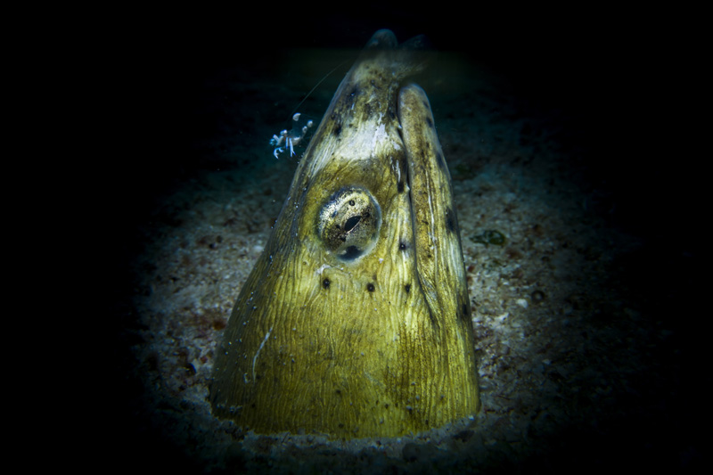 sealife underwater photography - dark lighting ocean photos