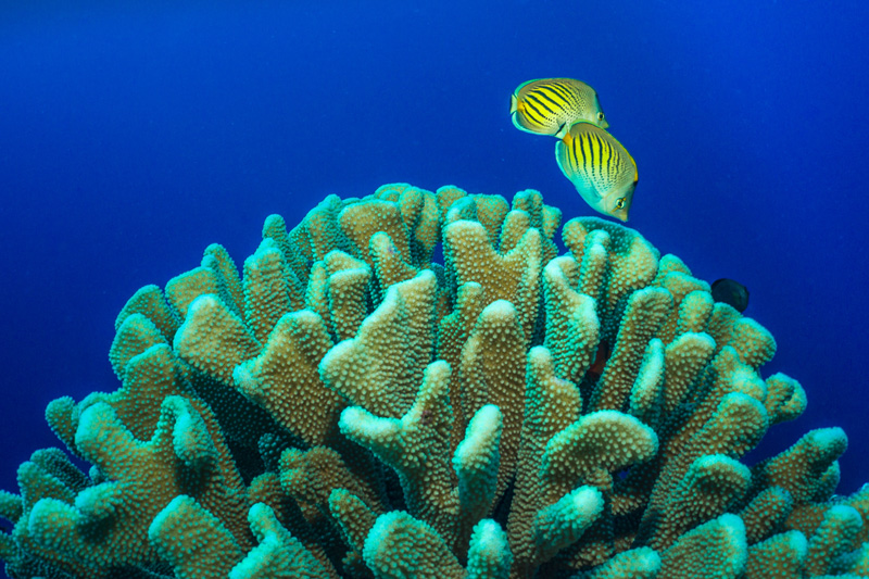 below the surface ocean photography SeaLife cameras