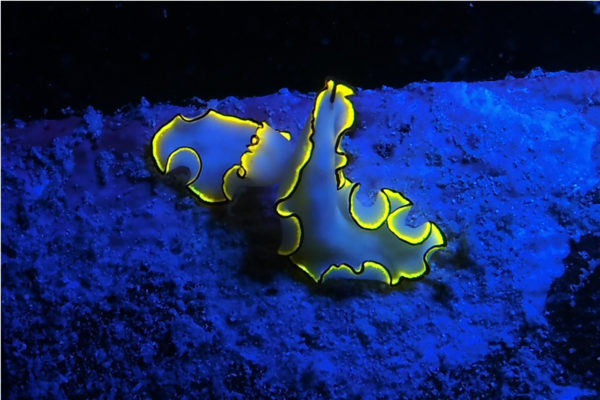 fluorescent underwater photography lighting