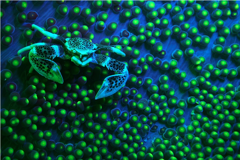 fluoro underwater sealife camera photography
