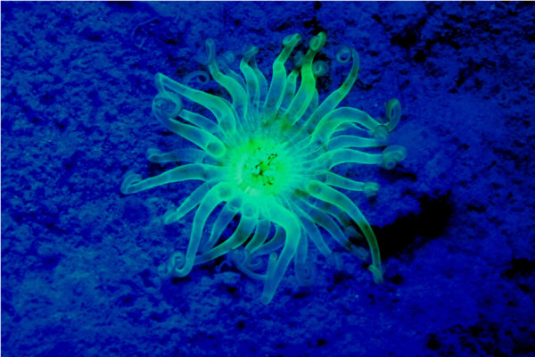 fluorescent lighting underwater photography