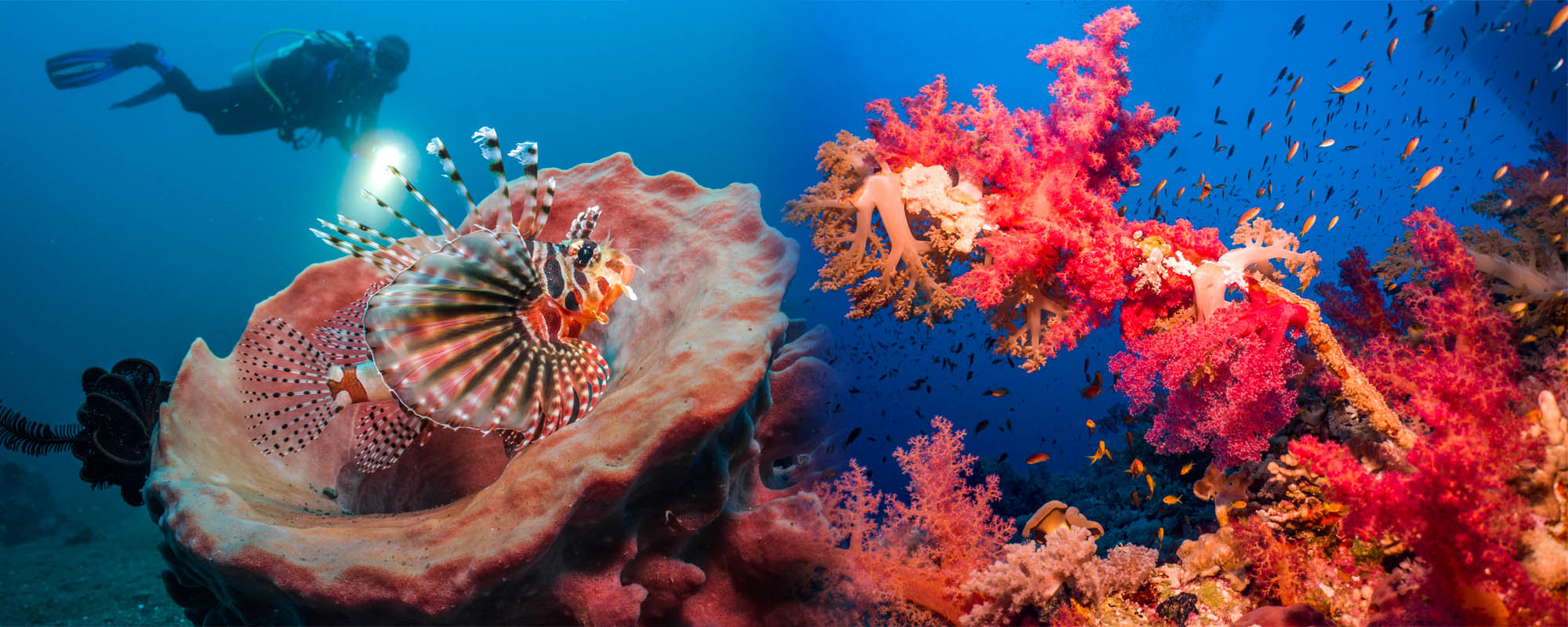 Ocean floor photography SeaLife Cameras