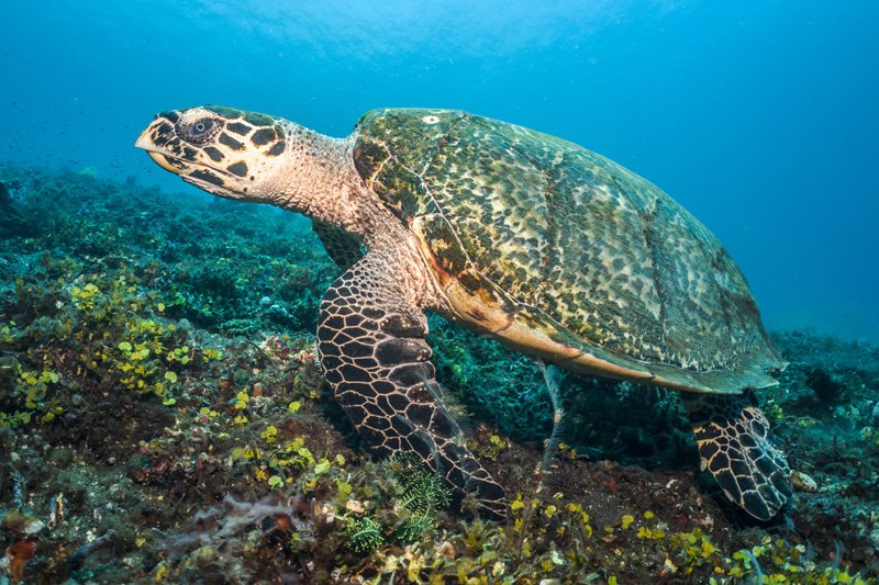 sea turtle kubu indonesia sealife