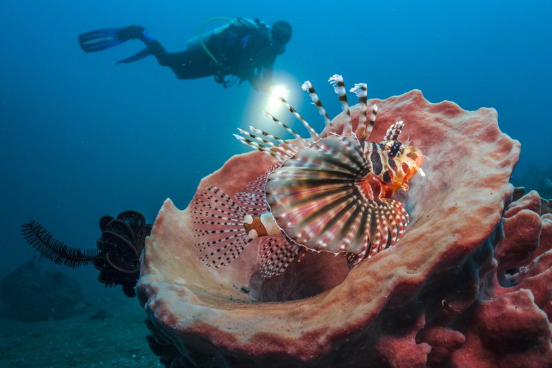 lionfish below surface dc2000 sea dragon flash