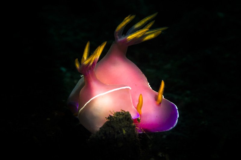Nudibranch super macro dc lens