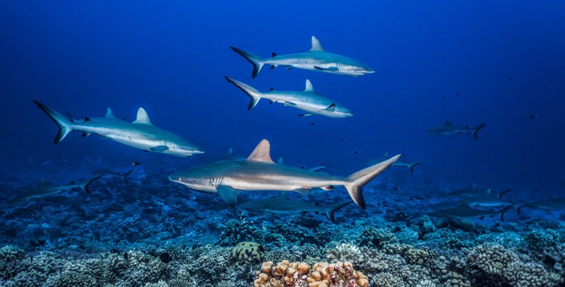 school of sharks in fakarava french polynesia sea