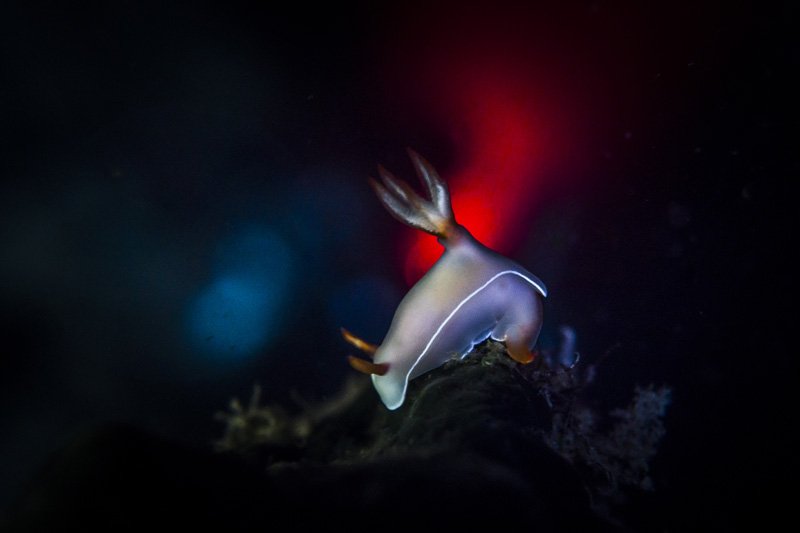 tobias friedrich malapascua island philippines underwater photography