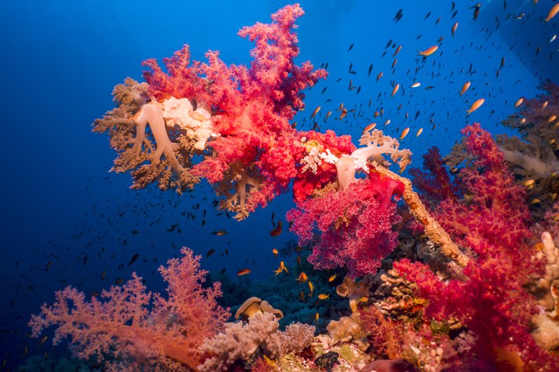 elphinstone reef red sea egypt underwater photos