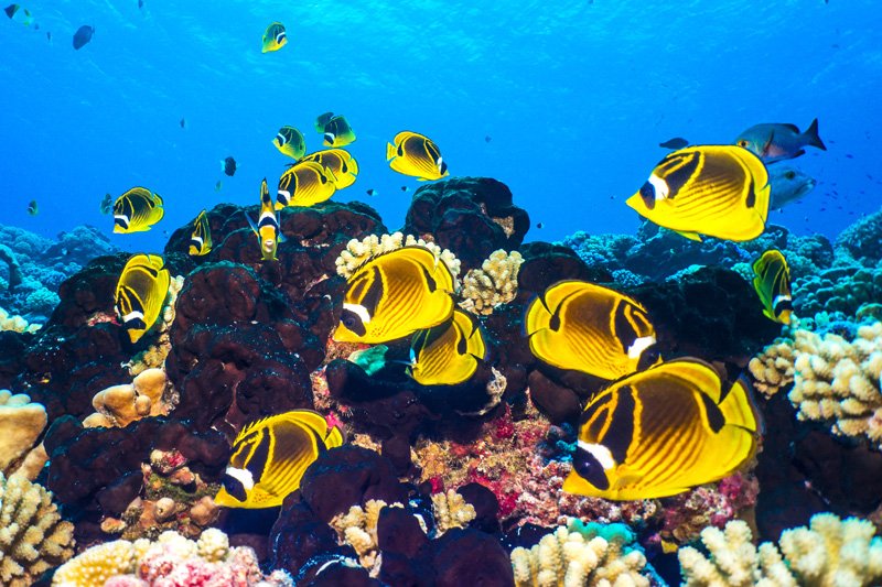 fish underwater photography rangiroa french polynesian sea